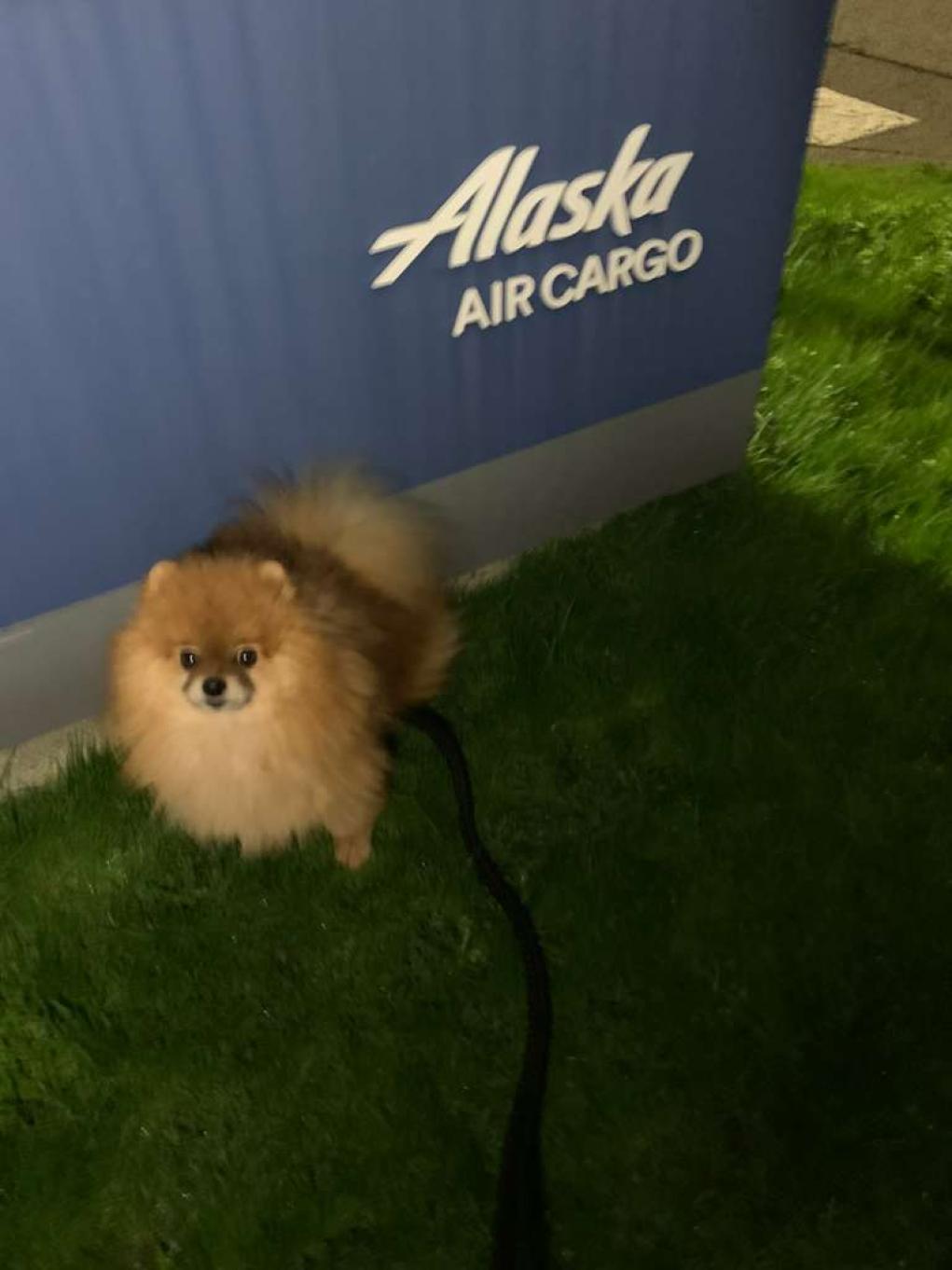 dog-transport-services