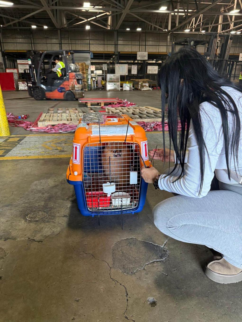 pet-transportation-services