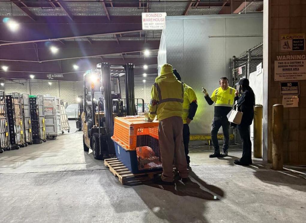 transporte-internacional-de-mascotas