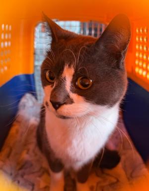 pet-transport-to-airport-checkin