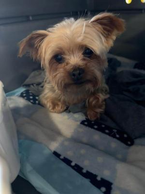 maui-pet-travel-checkin-quantas-australia