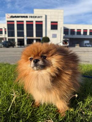 international-pet-relocation