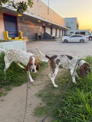 successful-international-dog-relocation-latin-america