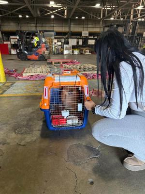 pet-transportation-services