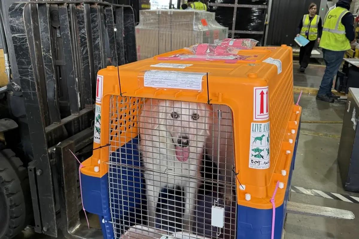 International Dog Relocation USA to India