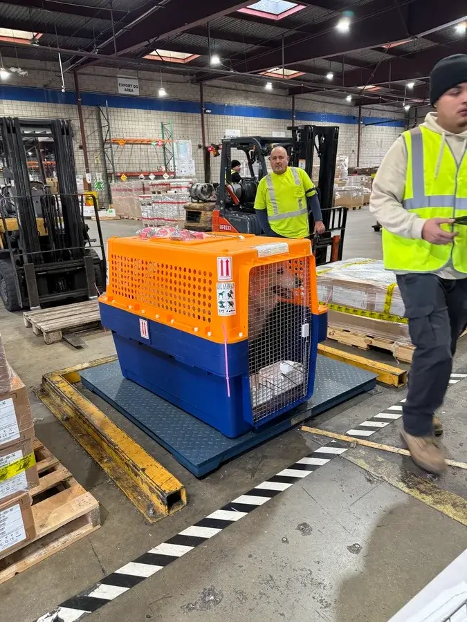Anakin inside an IATA-compliant travel crate with live animal labels on the cargo scale