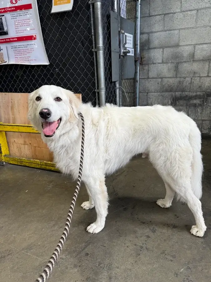 Anakin, a large white dog, smiling at the KLM cargo facility at LAX before his flight to India