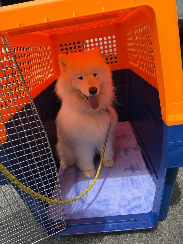 Dog sitting comfortably inside PP100 crate showing proper clearance and room to move