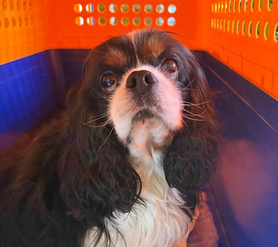 Dogs relaxed inside crate before airport check-in