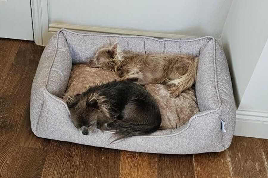 Dogs relaxing together after arriving safely in Ireland following an international pet relocation
