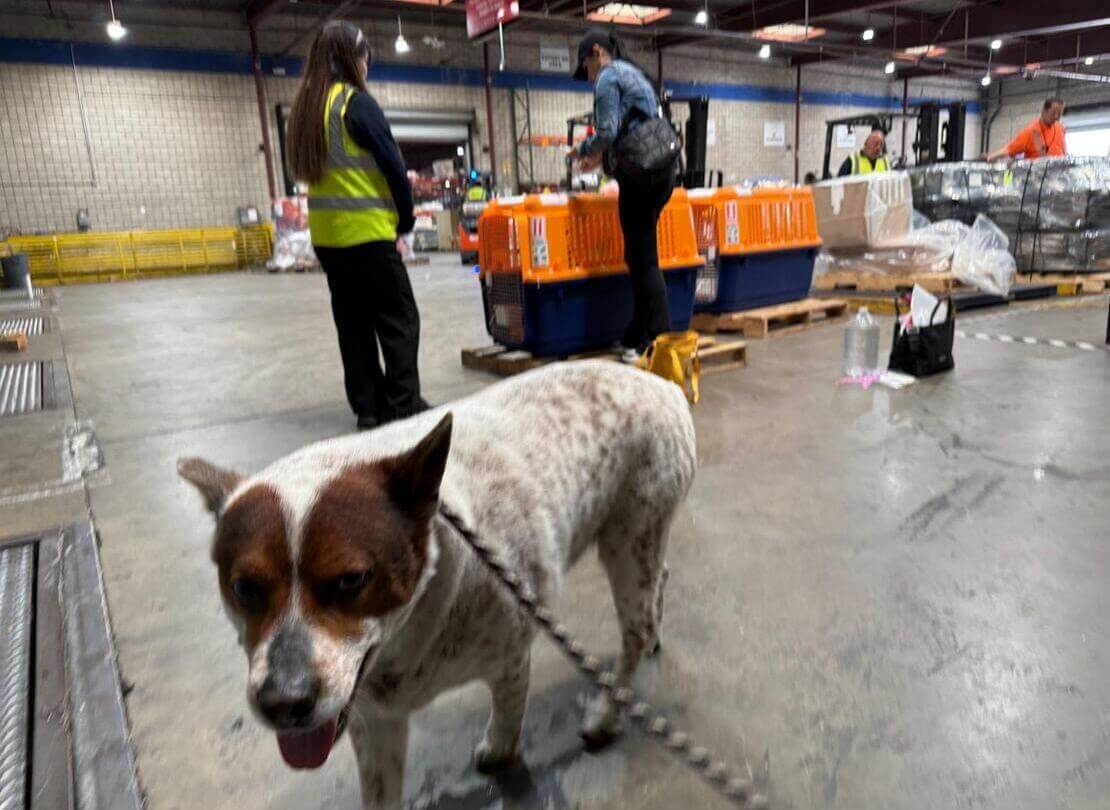EU pet travel rules 2026