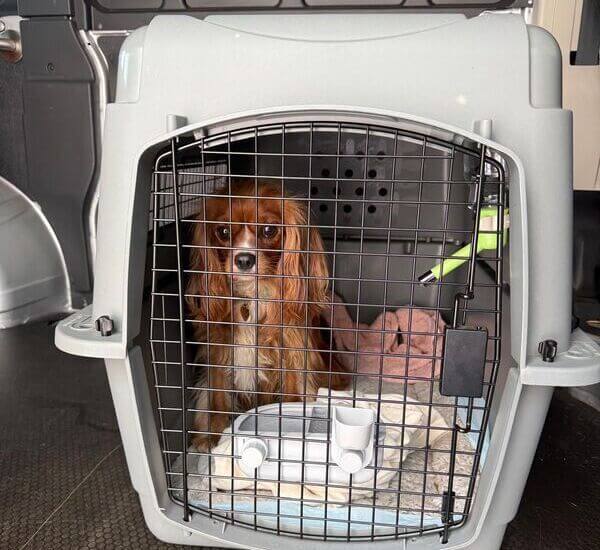 Ginger resting comfortably in her travel crate before departure