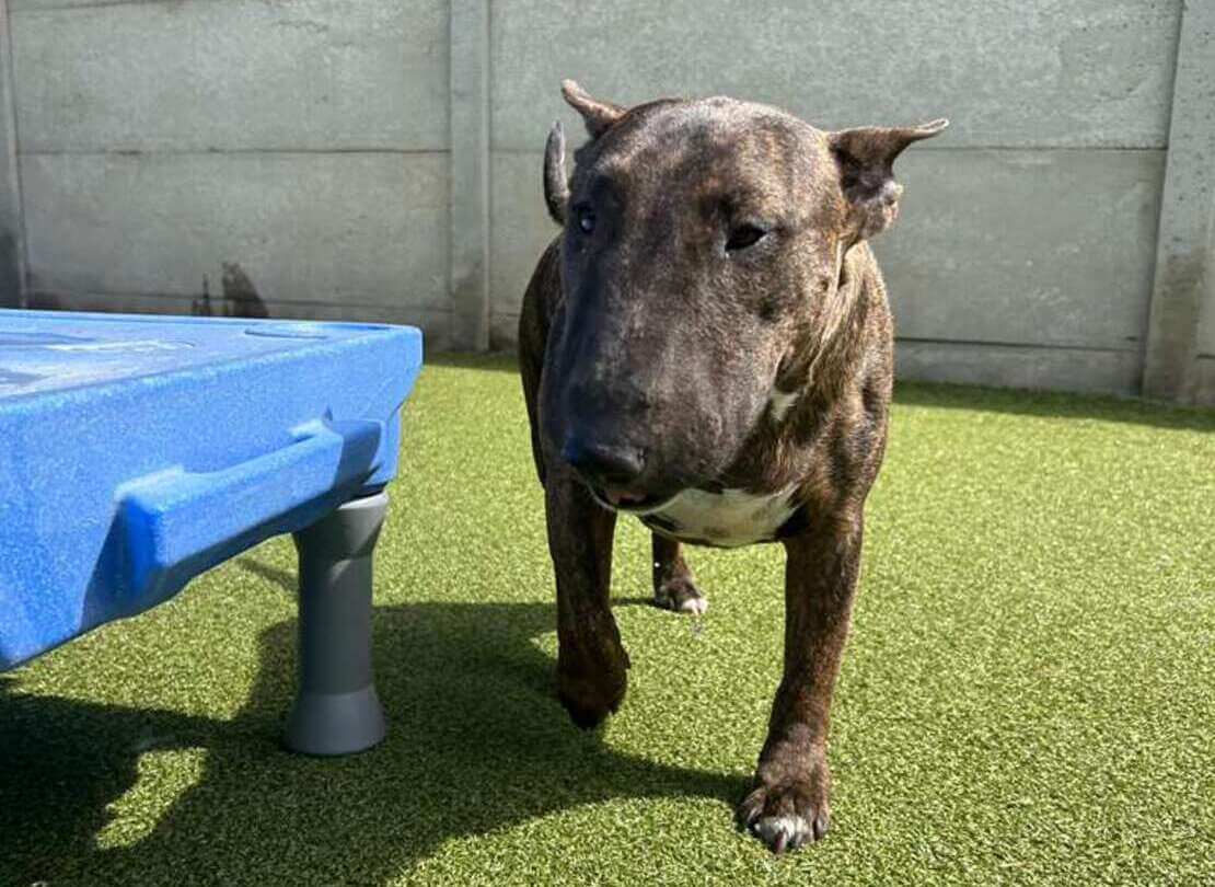 International pet transport