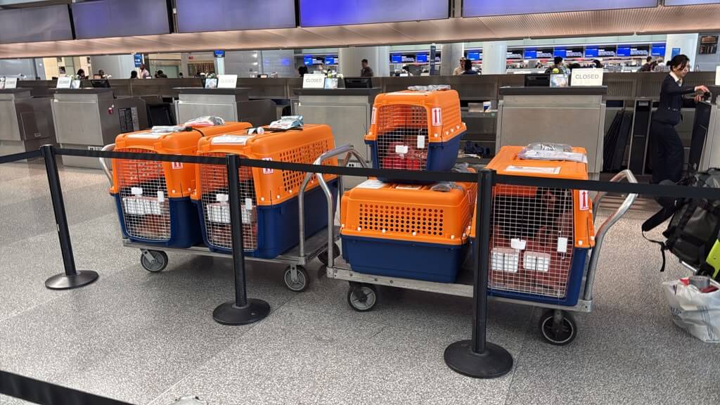 Pets crated and ready for an international relocation to Japan
