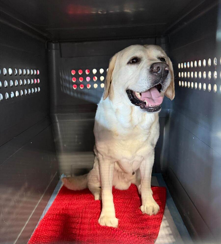 Otis the dog inside his IATA-approved travel crate before his international flight from LAX to New Zealand on Air New Zealand