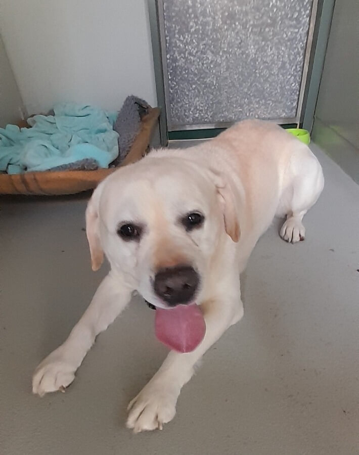 Otis the dog settled in at his MPI-approved quarantine facility in New Zealand after arriving from the United States
