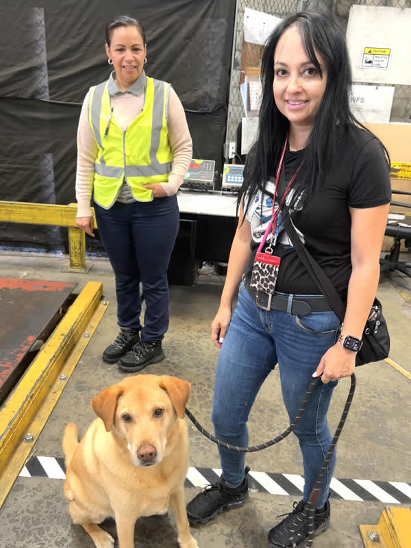 Real pet relocation; meet Sherlock Bones, a sweet 9-year-old senior pet that traveled from Los Angeles, California to Bangkok, Thailand.