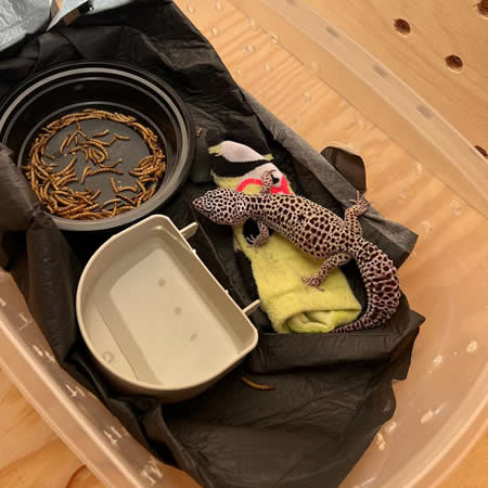 Exotic Pet Shipping Services
