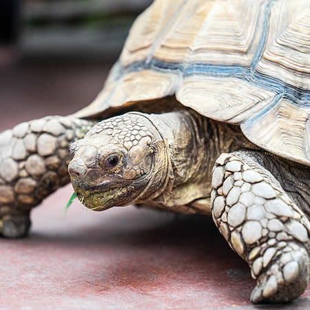 Exotic Pet Shipping Transportation Services