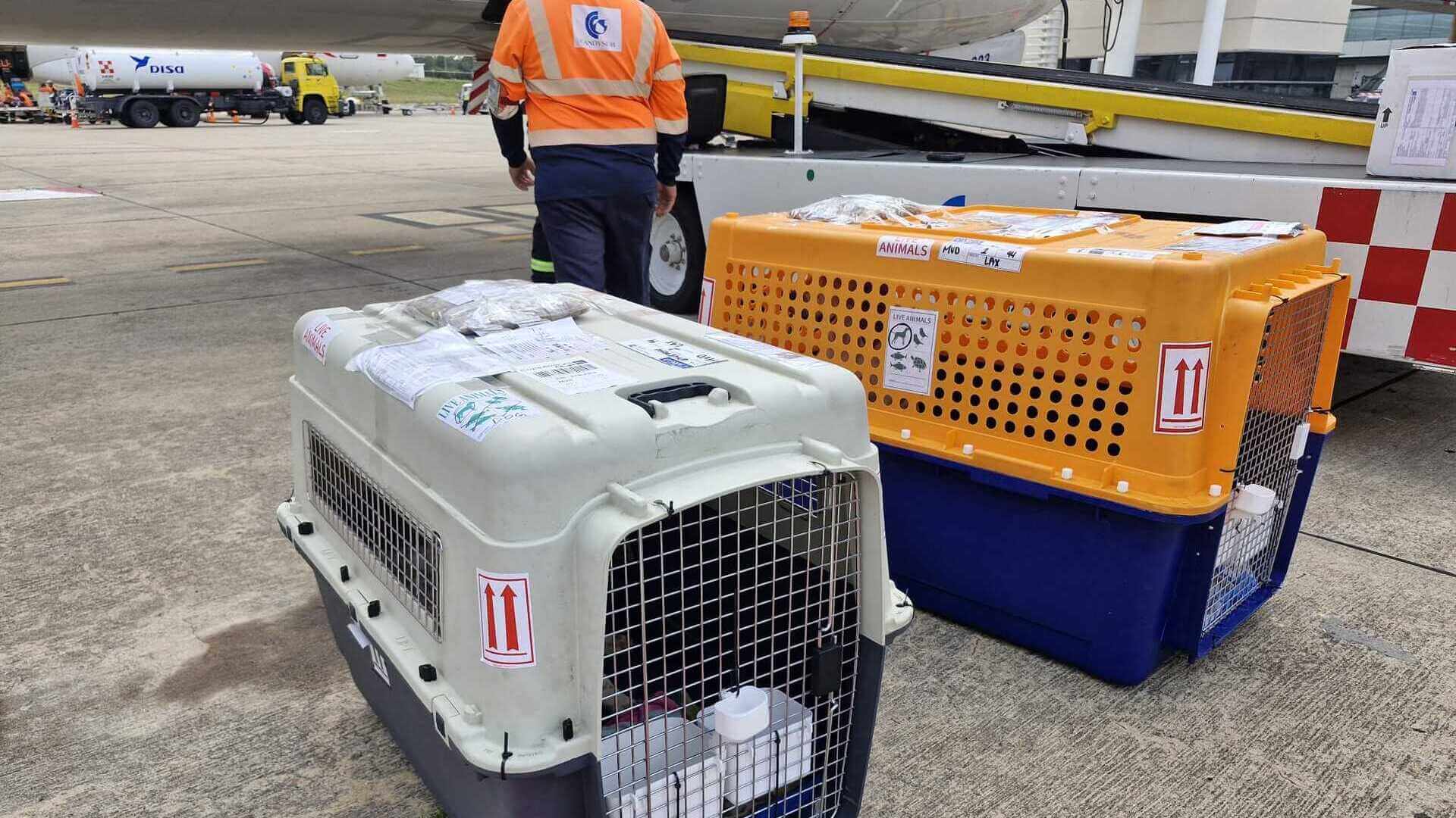 Airline approved pet travel crates on airport tarmac for international pet transport