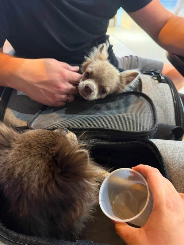 Across The Pond Pets nanny escort personally carrying two pet carriers through the airport terminal