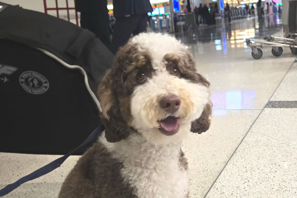 Dog arriving at international airport customs, safe and stress-free pet travel journey