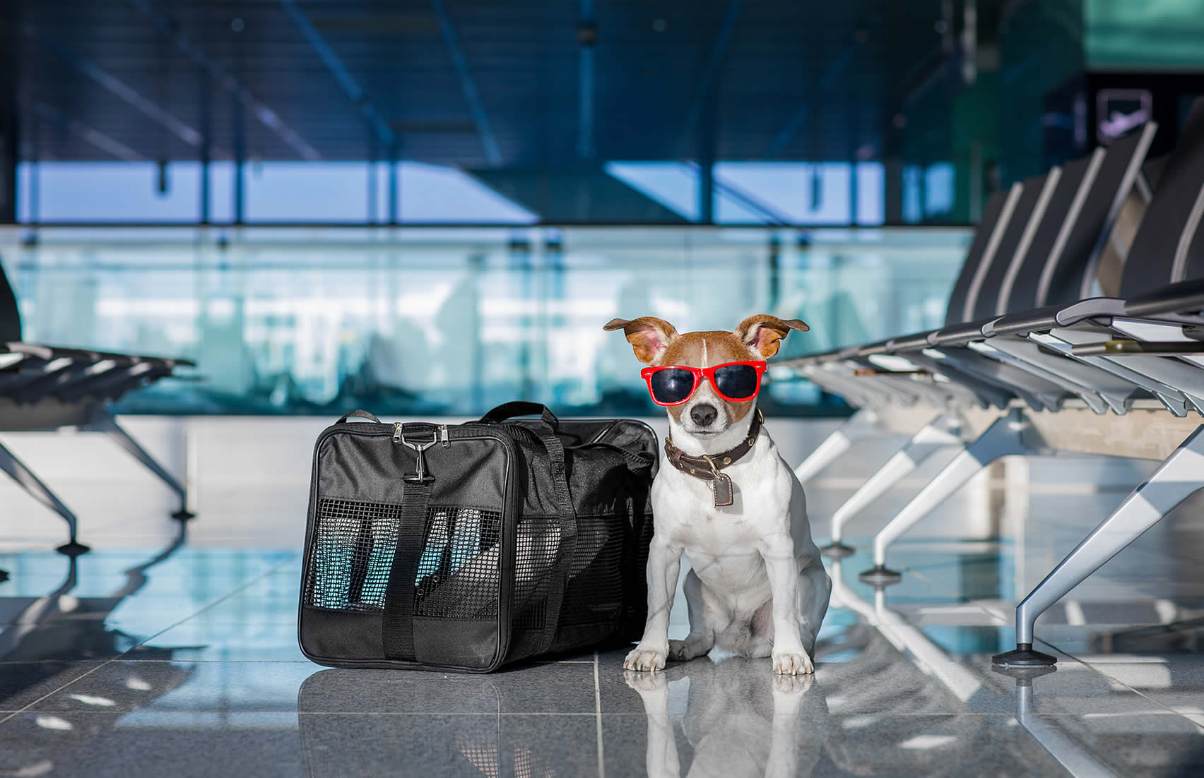 Travel with pets